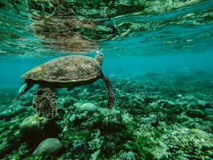 Sea Turtle - Mayan Princess Hotel, Belize